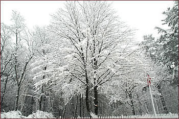 Red Elephant Inn Bed And Breakfast North Conway Esterno foto